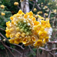 Edgeworthia chrysantha