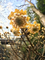 Edgeworthia chrysantha