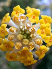 Edgeworthia chrysantha