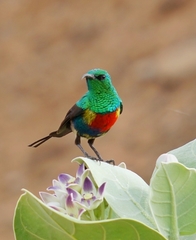 Beautiful Sunbird photo 4