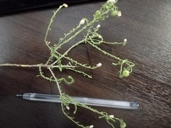 Magnoliopsida