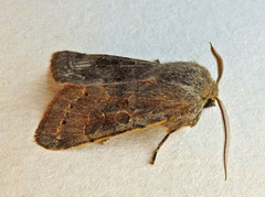 Orthosia populeti