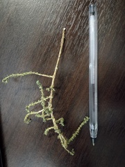 Magnoliopsida