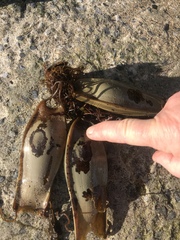 Scyliorhinus stellaris