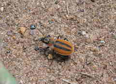 Graphipterus bilineatus