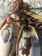 Scyliorhinus stellaris