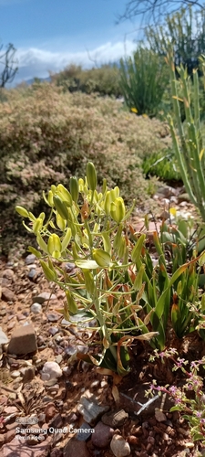 Albuca schoenlandii
