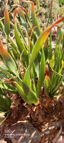 Albuca schoenlandii