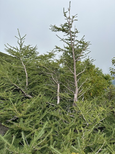 Image of Larix kaempferi by (c) 岸本年郎, some rights reserved (CC BY)