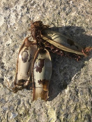 Scyliorhinus stellaris