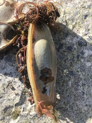 Scyliorhinus stellaris