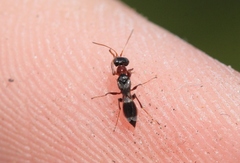 Dryinidae