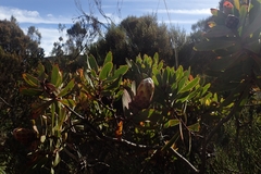 Protea caffra subsp. kilimandscharica image