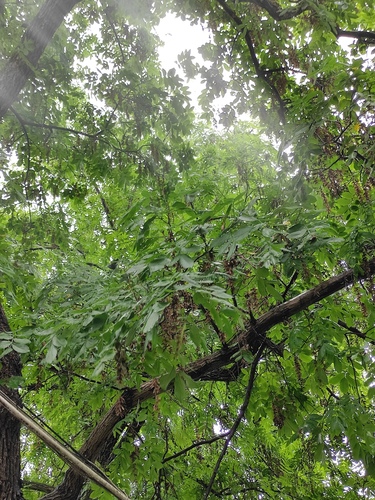 chinese wingnut