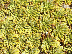 Azorelloideae