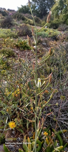 Albuca glandulosa