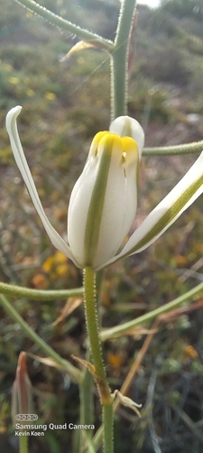 Albuca glandulosa