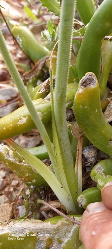 Albuca glandulosa