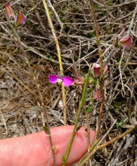Polygala pubiflora