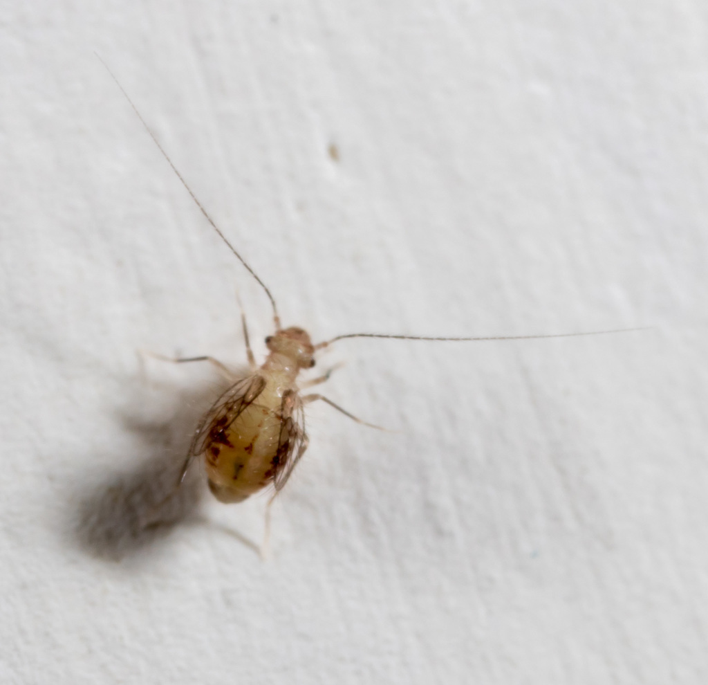 Bark lice