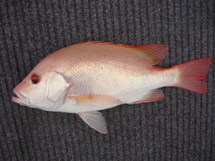 Lutjanus malabaricus