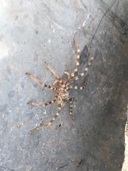 Eusparassus walckenaeri