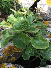 Umbilicus intermedius