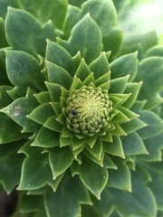 Umbilicus intermedius