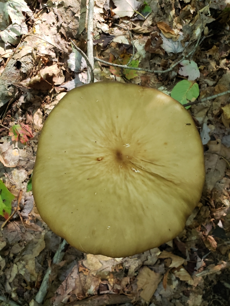Beech Rooter Beech Rooter from Vestal, NY 13850, USA on September 15, 2023 at 02:03 ...