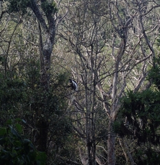 Colobus caudatus