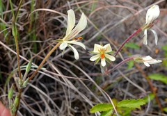 Pelargonium carneum