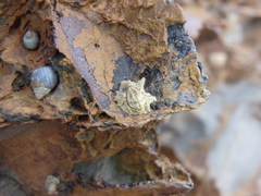 Chthamalus antennatus