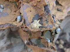 Chthamalus antennatus