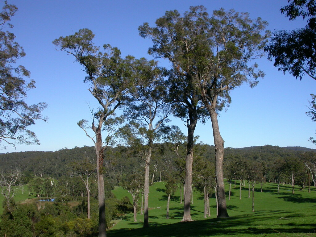 Tree From Am Red Bloodwood from Mallacoota VIC 3892, Australia on September 17, 2005 ...