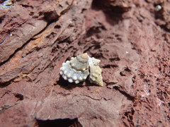 Nodilittorina pyramidalis