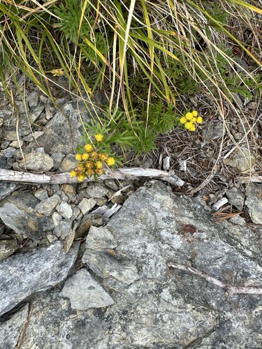Ajania rupestris, photograph 2