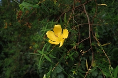 Hypericum revolutum