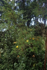 Hypericum revolutum