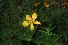 Hypericum revolutum