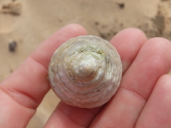 Astralium tentoriiforme