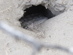 Crotalus cerastes cerastes