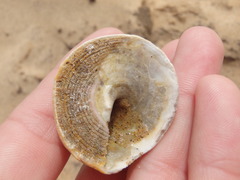 Astralium tentoriiforme