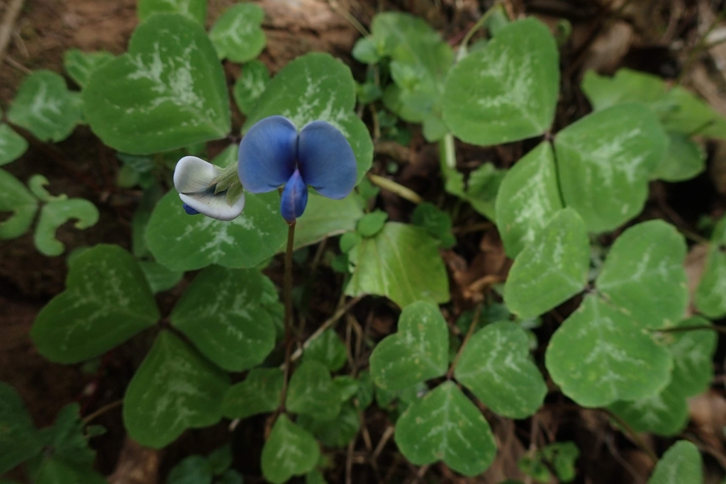 Parochetus africanus