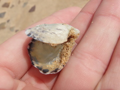 Pinctada maculata