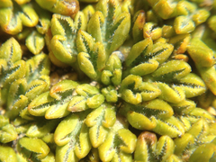 Azorelloideae