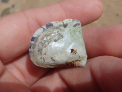 Pinctada maculata