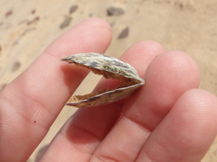 Pinctada maculata
