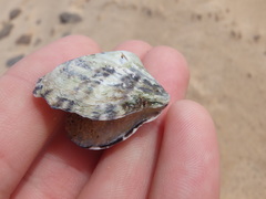 Pinctada maculata
