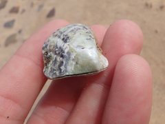 Pinctada maculata