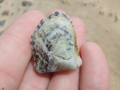 Pinctada maculata